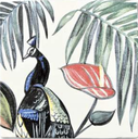 La Parade Du Paon Bleu