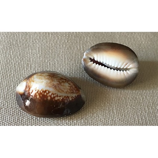 Coquillage - Capput Serpensis 2-3 cm, à la pièce